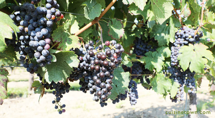 Niagara Ontario Wineries Tour