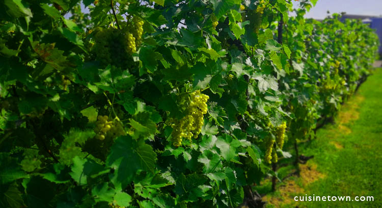 Niagara Ontario Wineries Tour