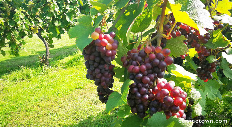 Niagara Ontario Wineries Tour