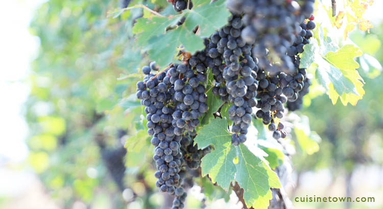 Niagara Ontario Wineries Tour