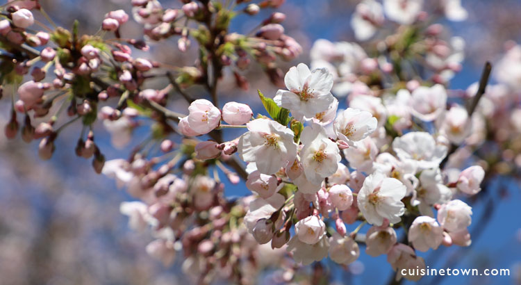 Cherry Blossoms Toronto High Park
